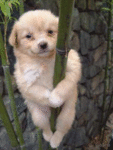Собаки Щенок завис на бамбуке аватар