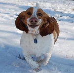 Собаки Собака бежит по снегу и будто улыбается аватар