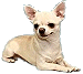 Собаки Белая собачка маленькая аватар