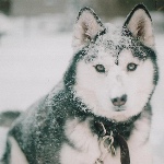 Собаки Собака сибирский хаски в снегу аватар