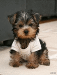 Собаки Щенок в футболке аватар