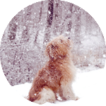 Собаки Собака сидит и смотрит на снег аватар