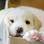 Собаки Белый щенок лабрадора, выглядывающий из картонной коробки аватар