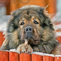 Собаки Большой мохнатый пес аватар