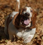 Собаки Собака бежит по засохшим листьям и будто улыбается аватар