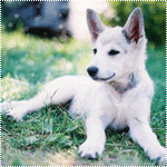 Собаки Щенок белой швейцарской овчарки, лежит на траве аватар