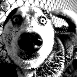 Собаки Собака сибирский хаски выпучила глаза аватар