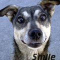 Собаки Собака улыбается, smile аватар