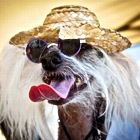 Собаки Собака в очках и шляпе аватар