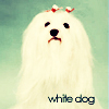 Собаки Белая собака аватар