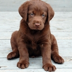 Собаки Щенок лабрадора шоколадного окраса аватар