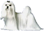 Собаки Белая, пушистая собачка аватар
