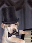 Собаки Собака играет на пианино аватар