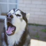 Собаки Собака сибирский хаски зевает аватар