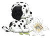 Собаки Белый щенок с лилией аватар