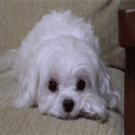 Собаки Белая лохматая собака, моргая, лежит на диване аватар