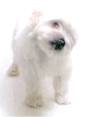 Собаки Беленький щенок болонка аватар