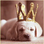Собаки Щенок палевого лабрадора с короной на голове, сладко спит аватар