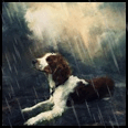 Собаки Собака под дождём аватар