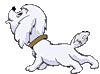Собаки Беленький щенок аватар