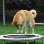 Собаки Собака породы акита-ину пытается прыгать на батуте аватар