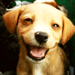 Собаки Веселый щенок смотрит в объектив аватар