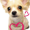 Собаки Чихуахуа  с сердечками аватар
