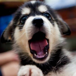 Собаки Щенок зевает аватар