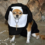 Собаки Собака в одежде монашки аватар