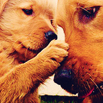 Собаки Щенок золотистого ретривера играет со своей мамой аватар
