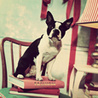 Собаки Собака сидит на стуле и книжках аватар