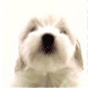 Собаки Белая болонка лизун аватар