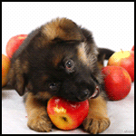 Собаки Щенок и яблочки аватар