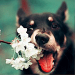 Собаки Собака, играясь, выхватывает из рук цветущую ветку аватар