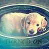 Собаки Щенок лежит в чём-то круглом (turned on) аватар