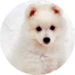 Собаки Белая собака в снегу аватар