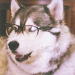 Собаки Собака сибирский хаски в очках аватар