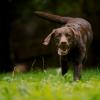 Собаки Собака породы лабрадор бежит по траве аватар