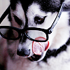 Собаки Собака в очках облизывается аватар