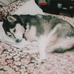 Собаки Собака сибирский хаски спит на кровати аватар