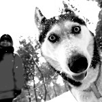 Собаки Собака сибирский хаски с хозяином на природе аватар