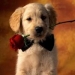 Собаки Белая собака с красной розой и черным бантом на шее аватар