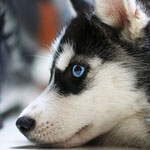 Собаки Щенок хаски с выразительным взглядом аватар
