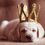 Собаки Щенок с короной на голове аватар