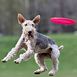 Собаки Собака прыгает за диском аватар