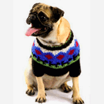 Собаки Собака в свитере аватар