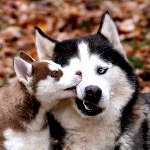 Собаки Собака сибирский хаски со щенком аватар