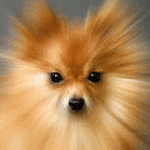 Собаки Взрывная собака аватар
