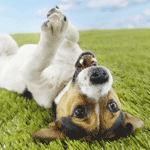 Собаки Собака счастливо валяется на траве аватар