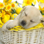 Собаки Щенок лабрадора спит в корзине с цветами аватар